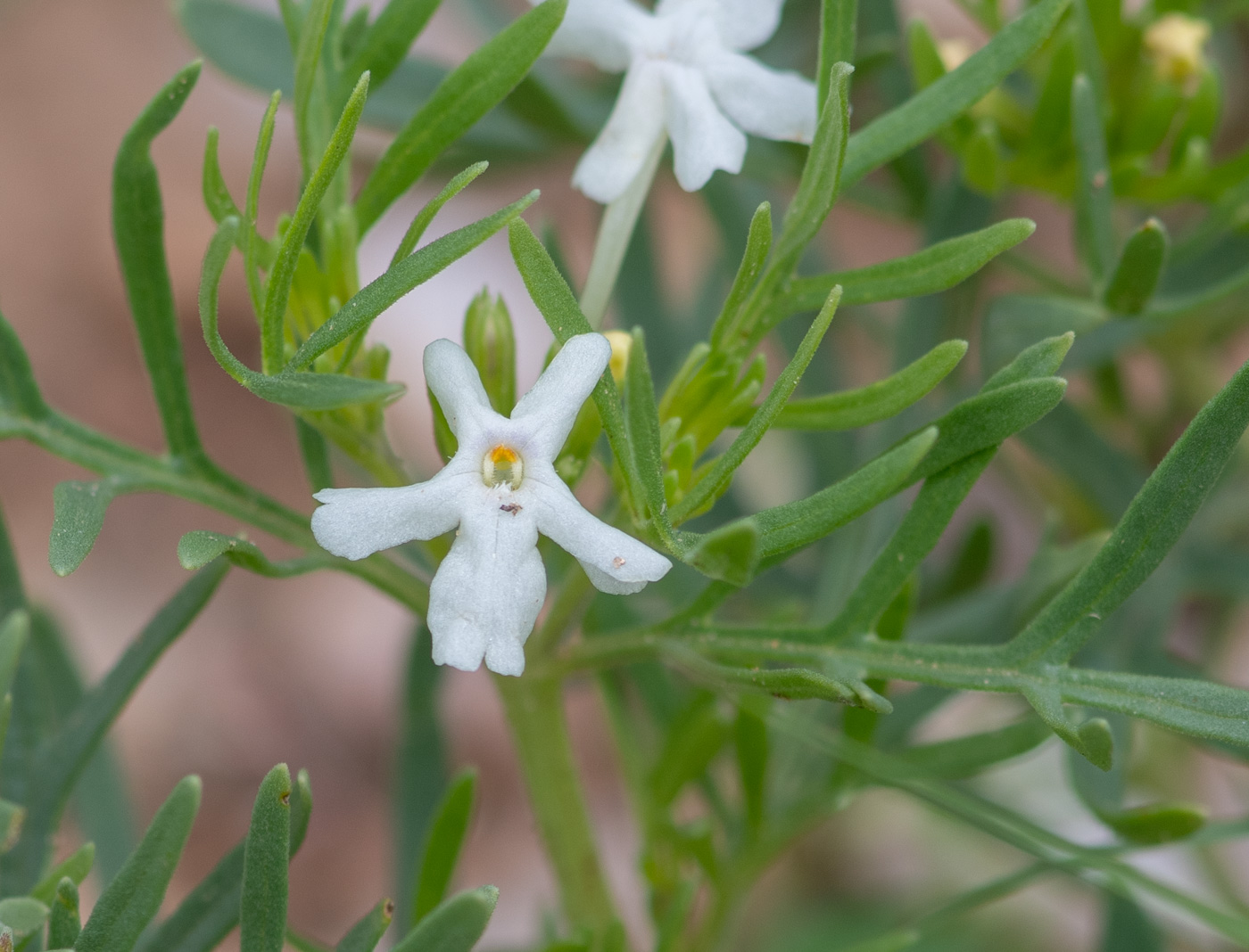 Изображение особи Chascanum pinnatifidum.