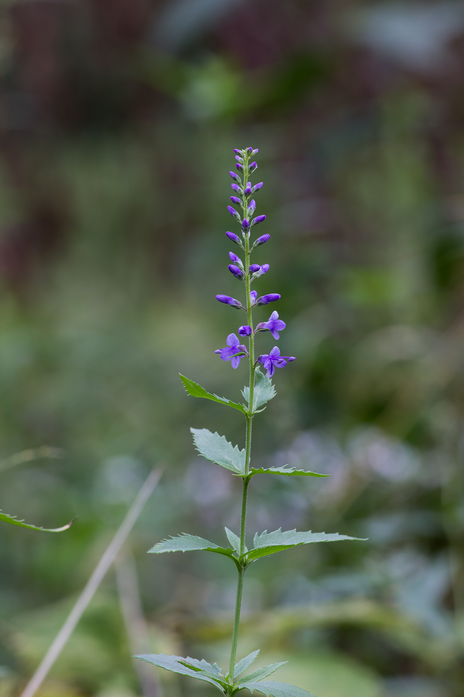 Image of genus Veronica specimen.