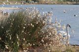 Tripolium pannonicum. Плодоносящие растения в сообществе с Juncus maritimus. Крым, Севастополь, бух. Круглая, песчаная коса. 05.11.2020.