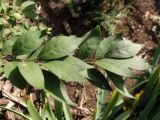 Euonymus alatus