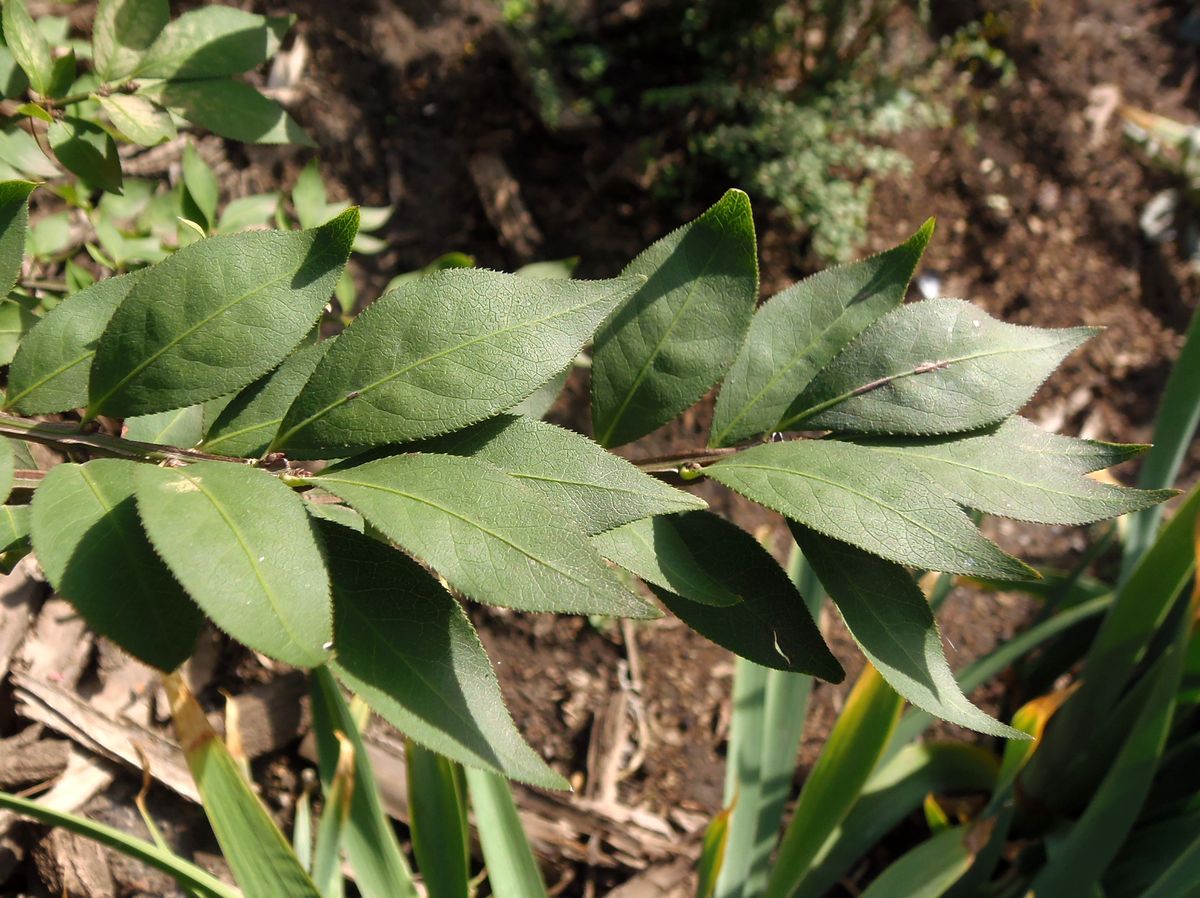 Изображение особи Euonymus alatus.