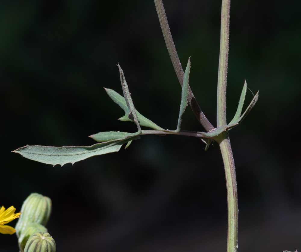 Изображение особи Sonchus tenerrimus.