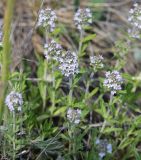 Thymus marschallianus. Верхушки цветущих растений. Саратовская обл., Красноармейский р-н, окр. с. Белогорское, степь. 30.05.2019.