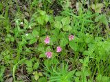 Rubus arcticus