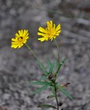 Hieracium umbellatum. Верхушка цветущего растения. Тульская обл., Суворовский р-н, Суворовские карьеры, песчаный склон. 05.09.2020.