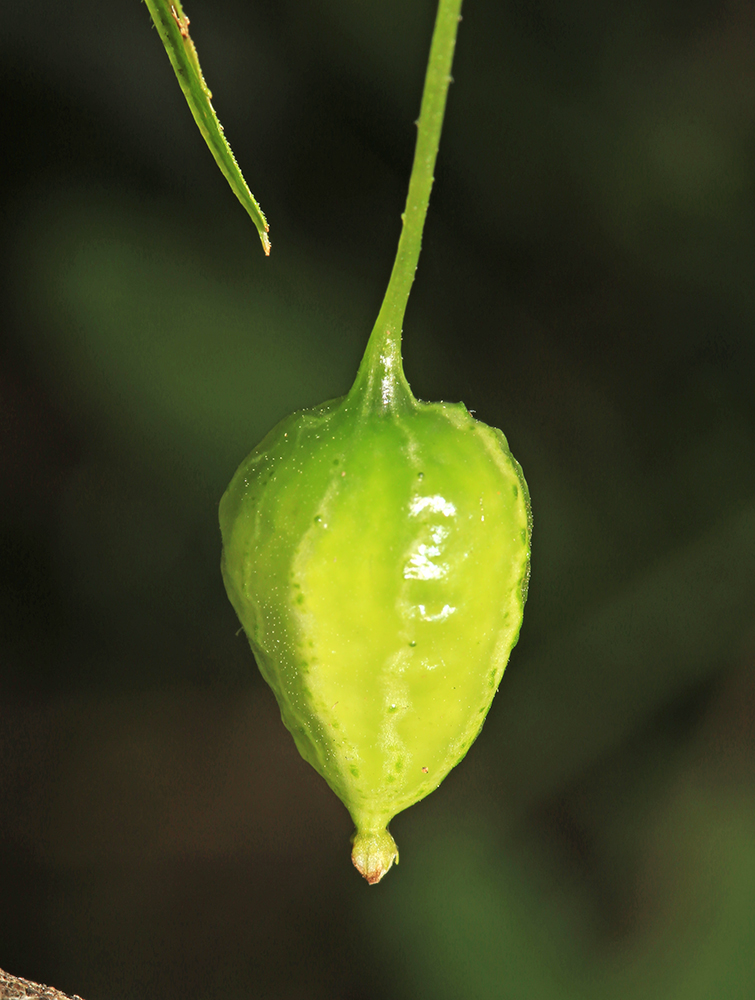 Image of Schizopepon bryoniifolius specimen.