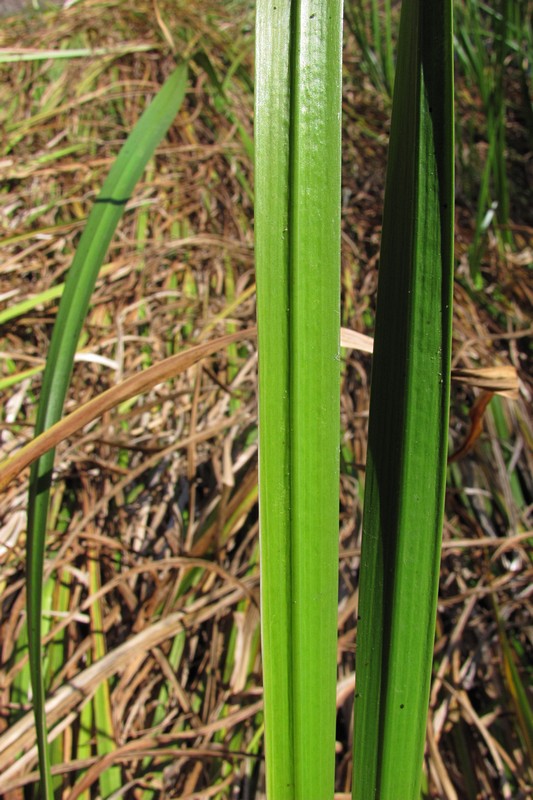 Image of Acorus calamus specimen.