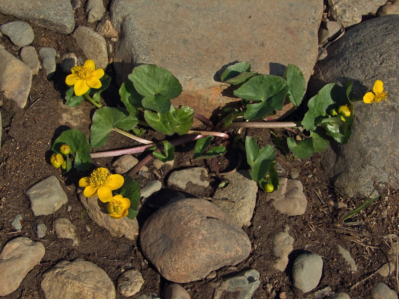 Изображение особи Caltha palustris.