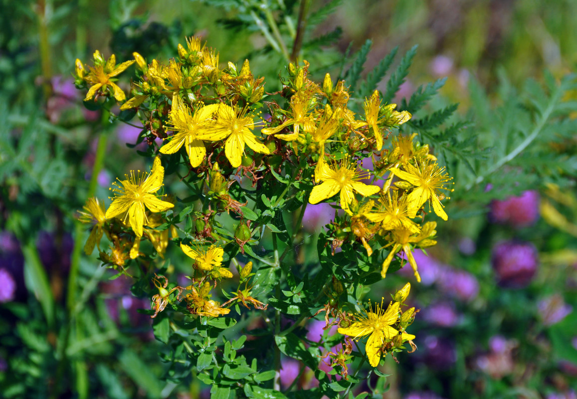 Image of Hypericum perforatum specimen.