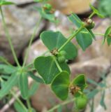 род Euphorbia. Верхушка веточки с соплодиями. Кабардино-Балкария, Эльбрусский р-н, окр. с. Нейтрино, ок. 1900 м н.у.м., каменистая осыпь. 08.07.2020.
