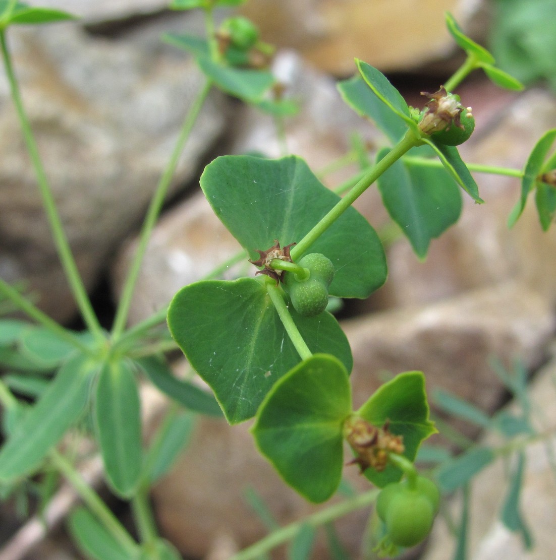Image of genus Euphorbia specimen.