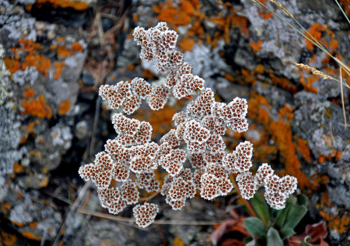 Image of Goniolimon speciosum specimen.