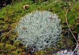 род Cladonia