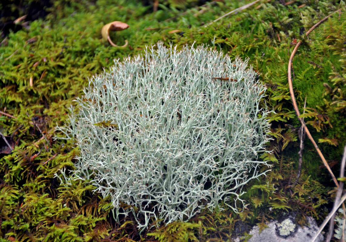 Изображение особи род Cladonia.