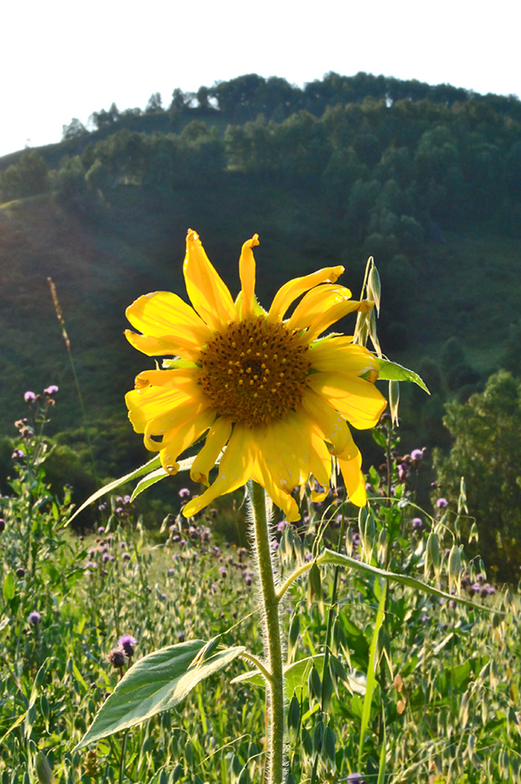 Изображение особи Helianthus annuus.