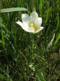 Tulipa suaveolens