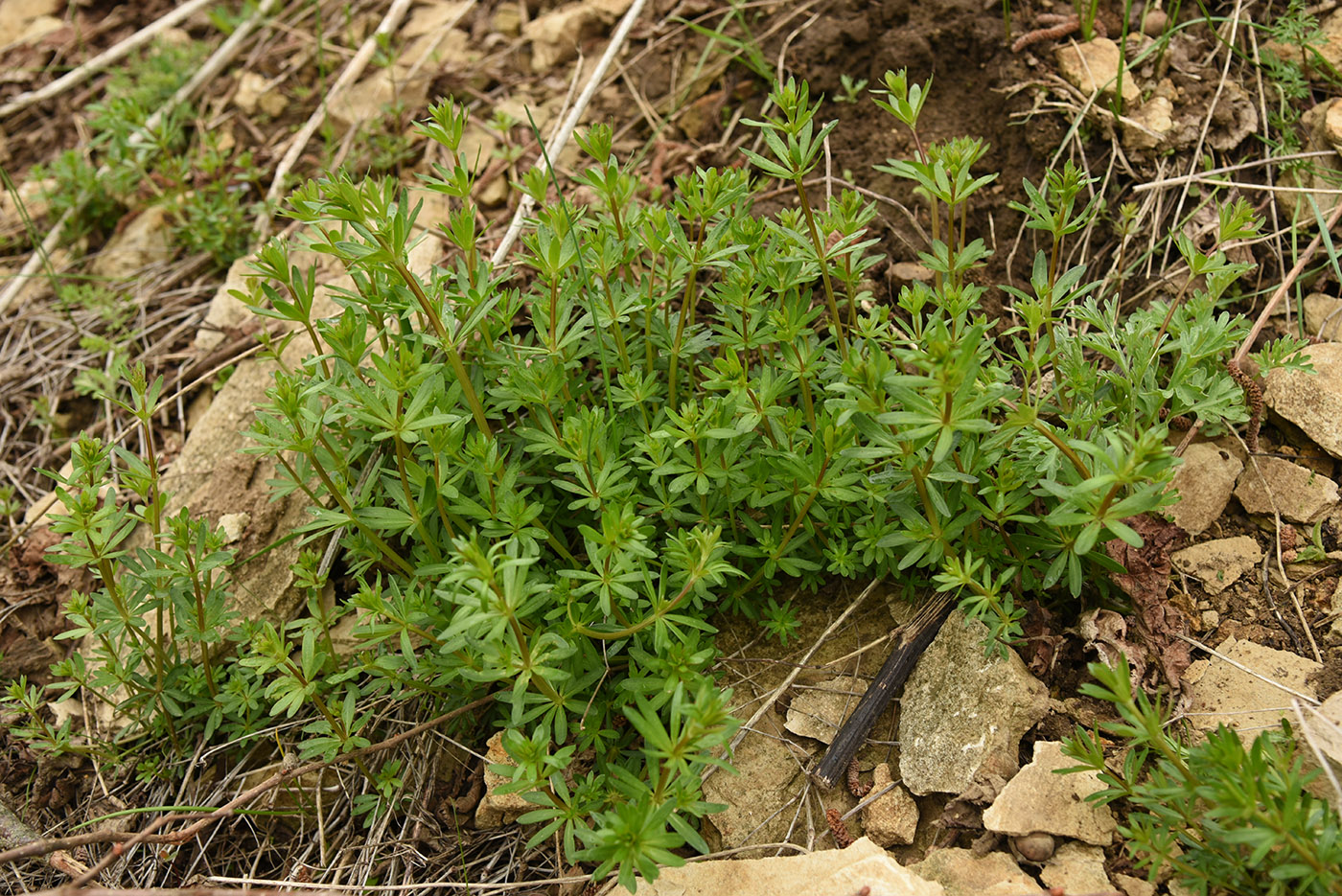 Изображение особи род Galium.