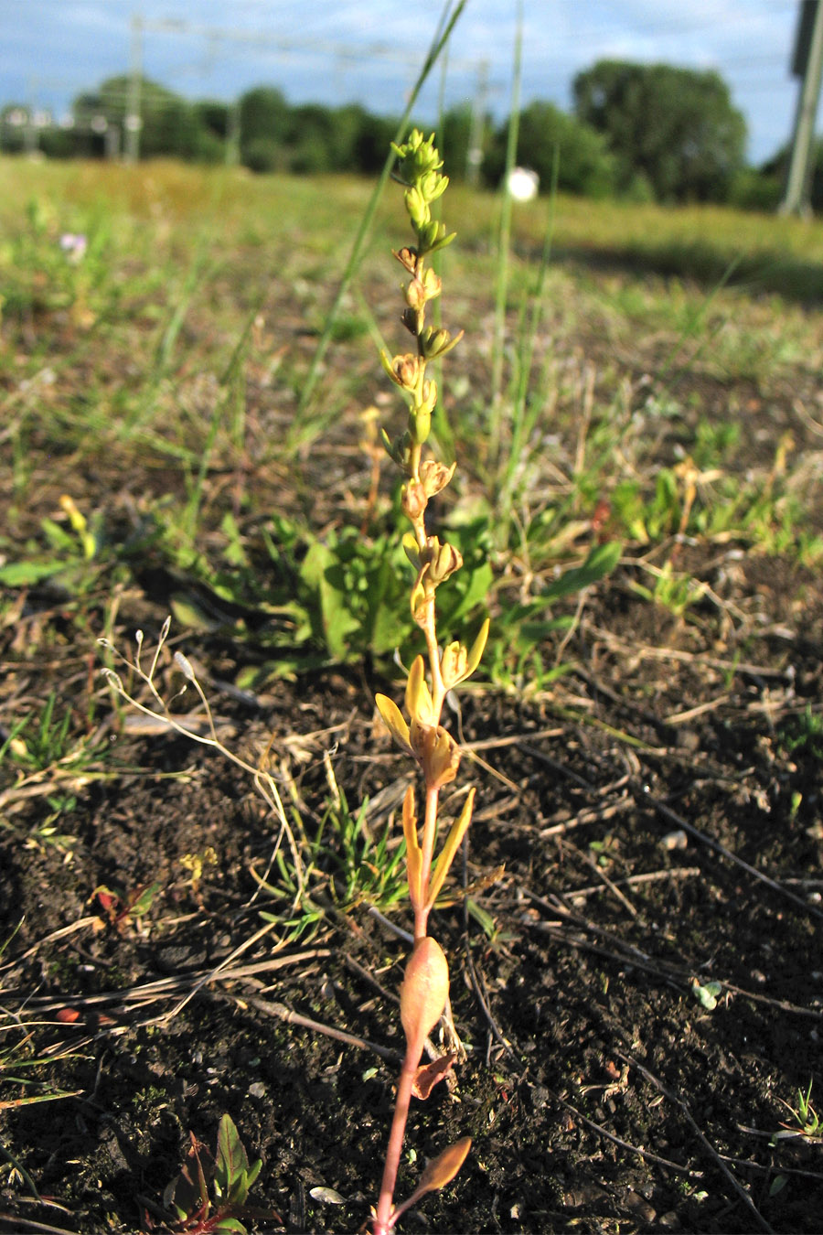 Image of Veronica peregrina specimen.