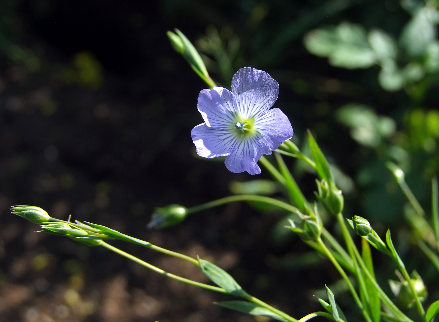 Изображение особи Linum usitatissimum.