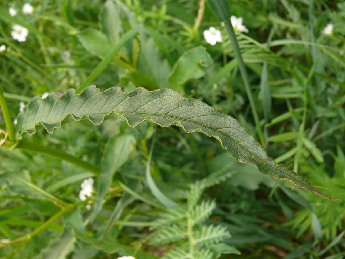 Image of Aconogonon alpinum specimen.