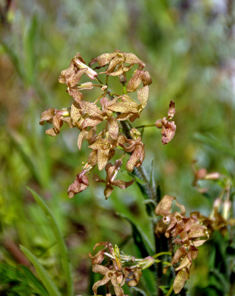 Image of Hesperis tristis specimen.