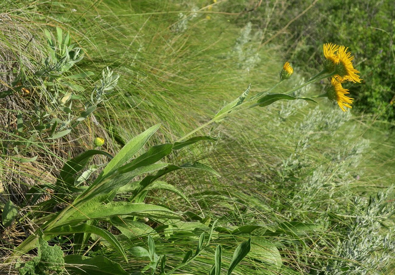 Изображение особи Inula oculus-christi.