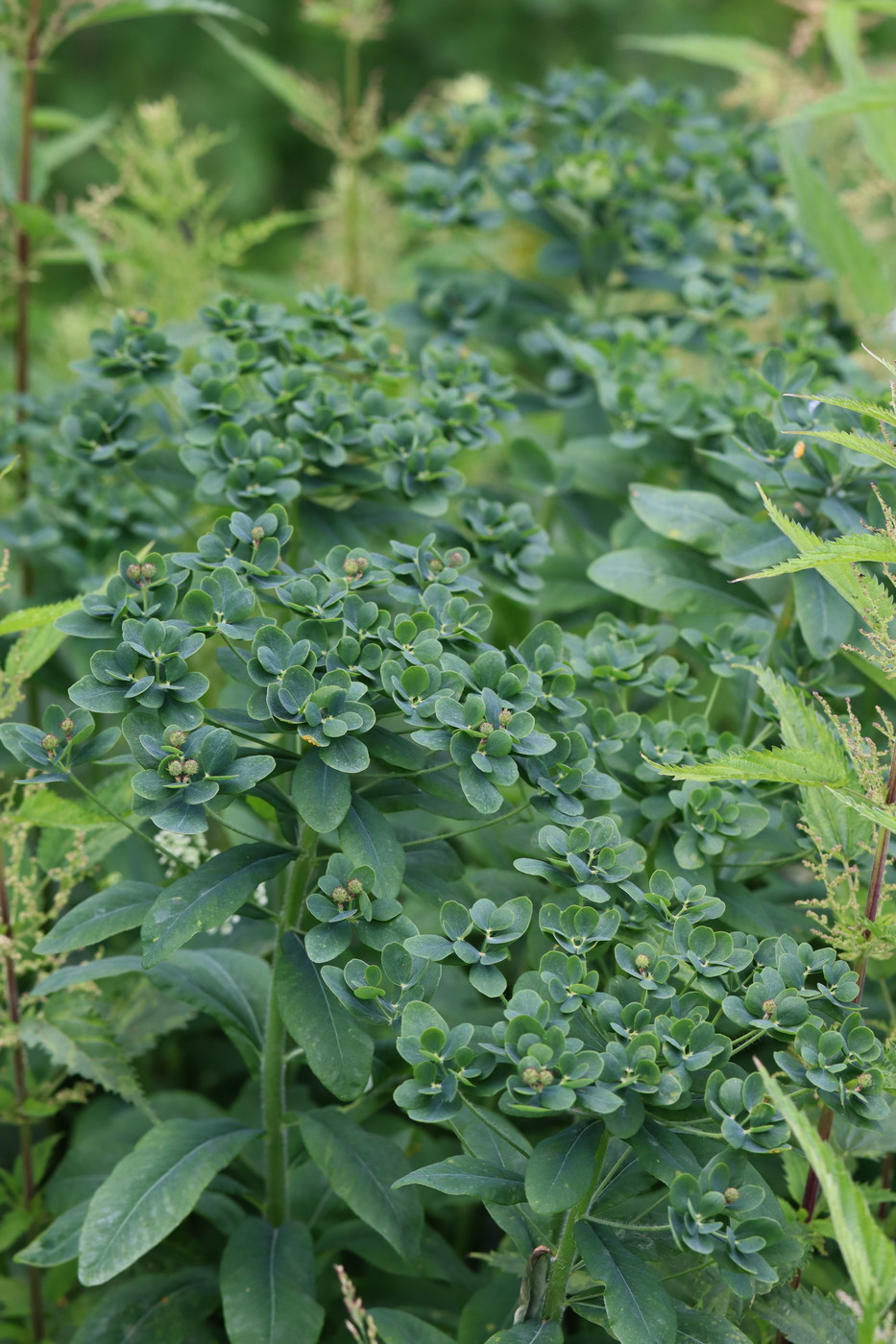 Изображение особи Euphorbia pilosa.