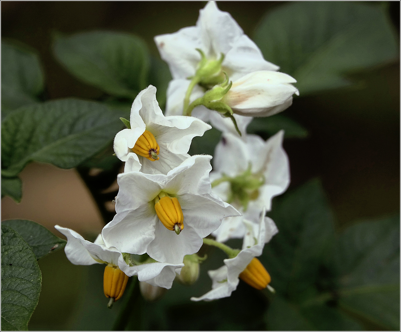 Изображение особи Solanum tuberosum.