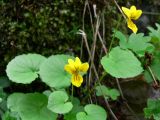 Viola biflora. Цветущее растение. Пермский край, подножие Вогульского камня, смешанный лес, долина р. Жигалан, под скалой. 30.06.2010.