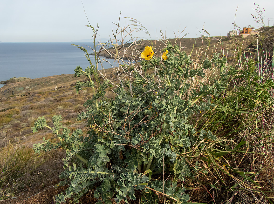 Изображение особи Glaucium flavum.