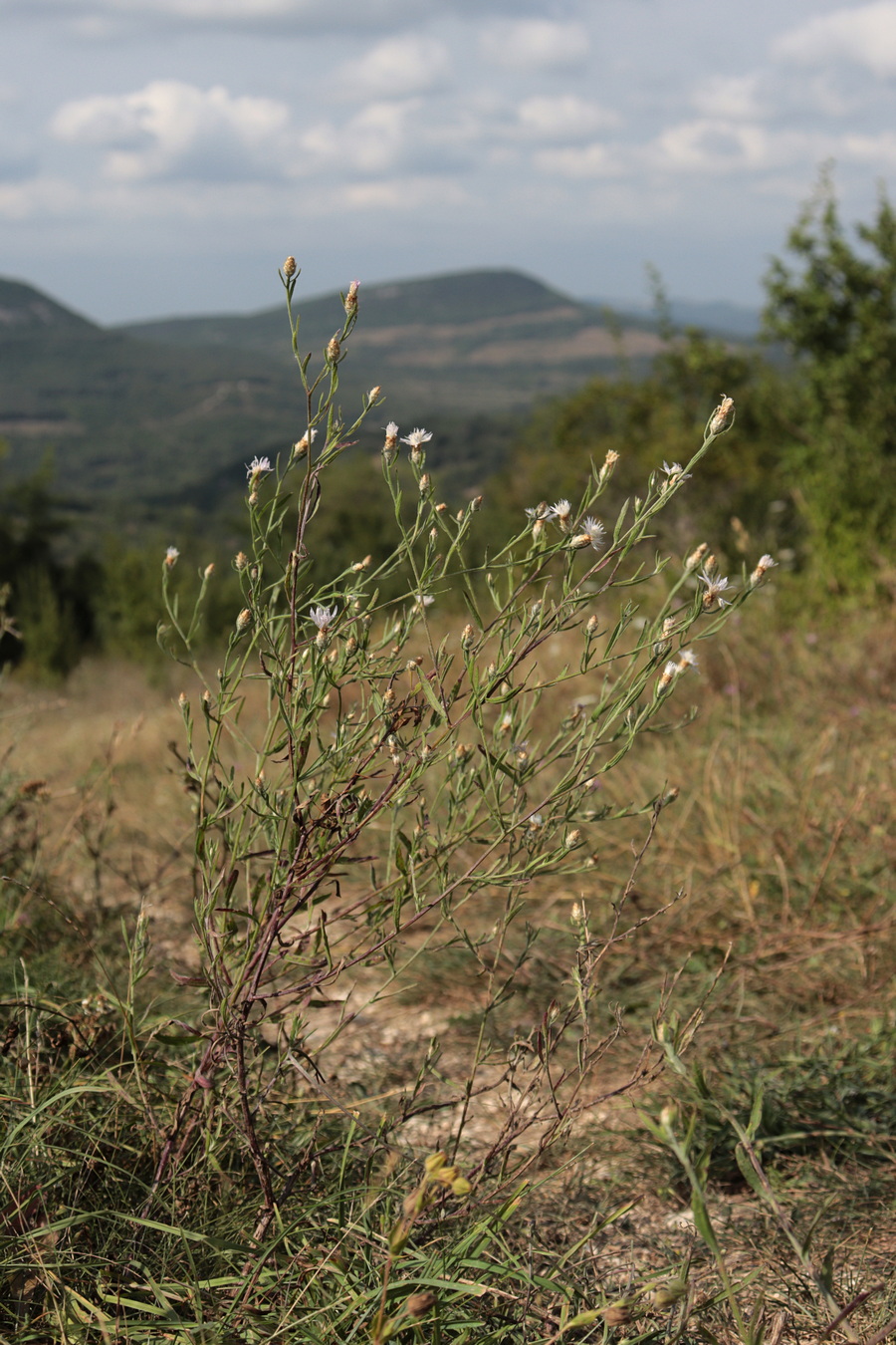 Image of genus Centaurea specimen.