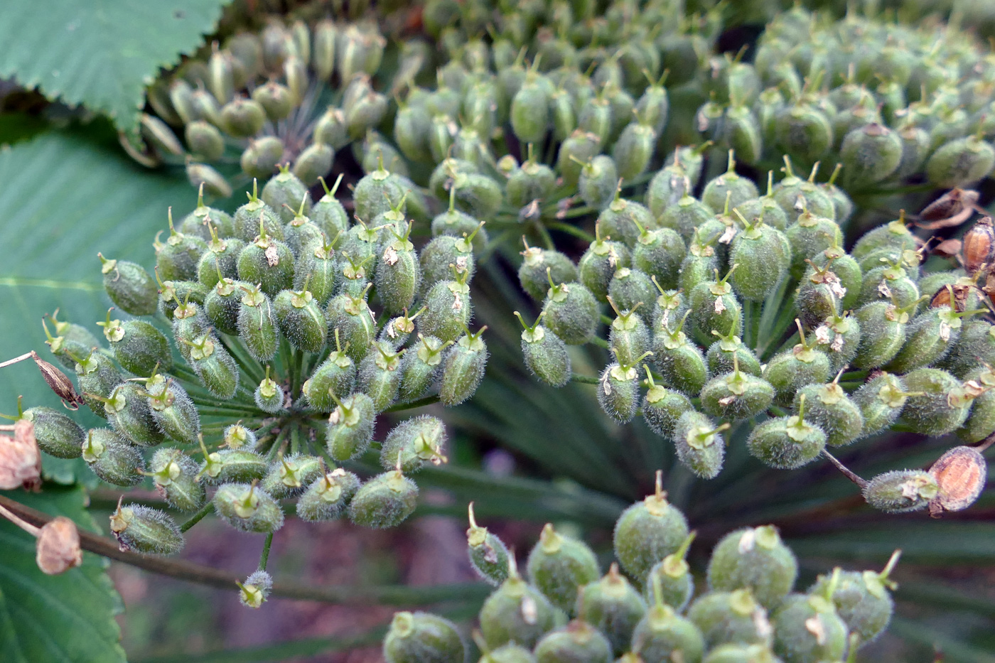 Image of Heracleum stevenii specimen.