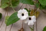 Thunbergia alata