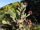 Opuntia stricta. Плодоносящее растение. Греция, Эгейское море, о. Сирос, местечко Миттакас (Μυττακας), обочина горной асфальтированной дороги. 26.04.2021.