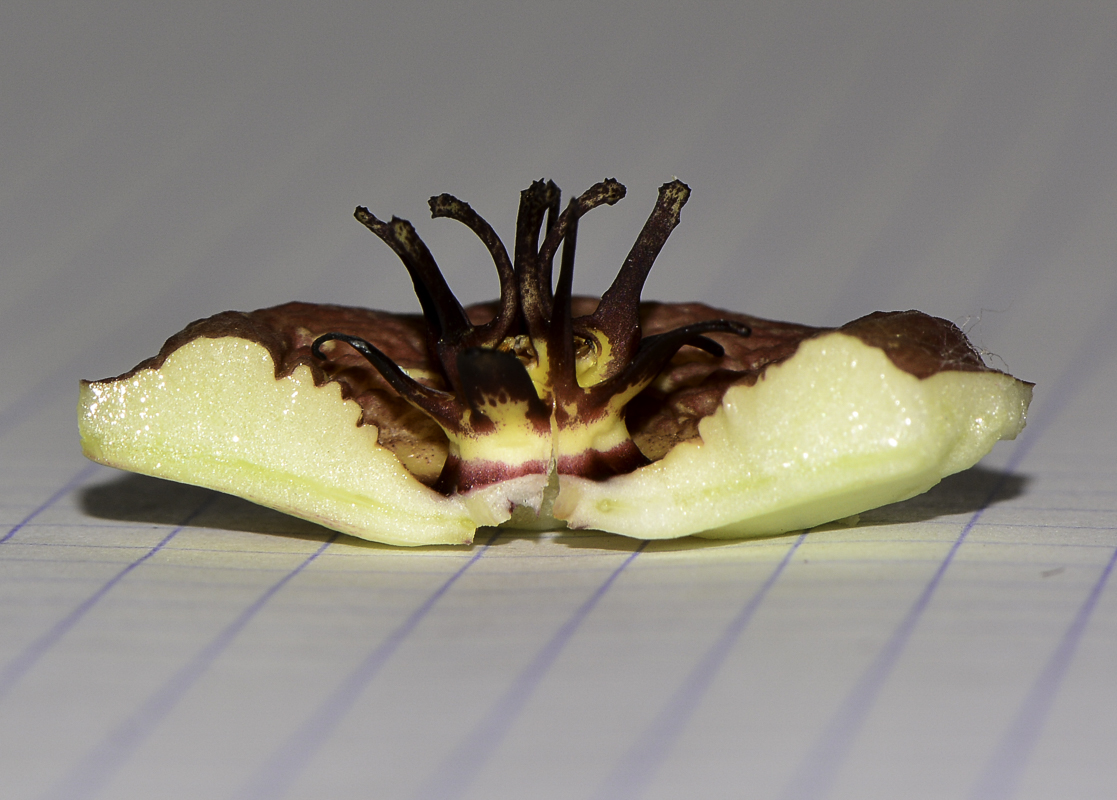 Image of genus × Orbelia specimen.