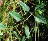 Sanguisorba officinalis. Часть листа. Магаданская обл., окр. г. Магадан, разнотравная поляна у дороги. 30.07.2021.