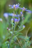 Aster bessarabicus. Верхушка растения с соцветиями. Кабардино-Балкария, Чегемский р-н, окр. с. Булунгу, каменистый склон. 05.08.2021.