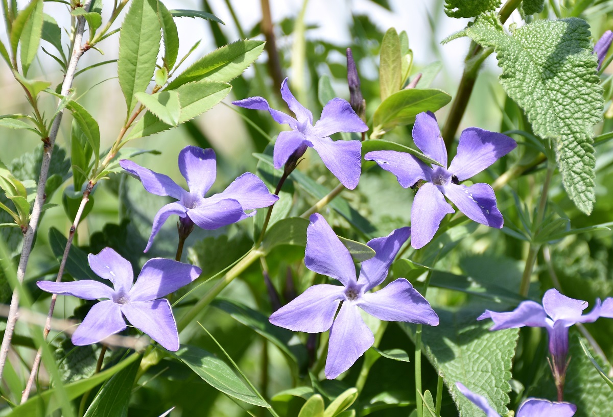 Image of Vinca herbacea specimen.