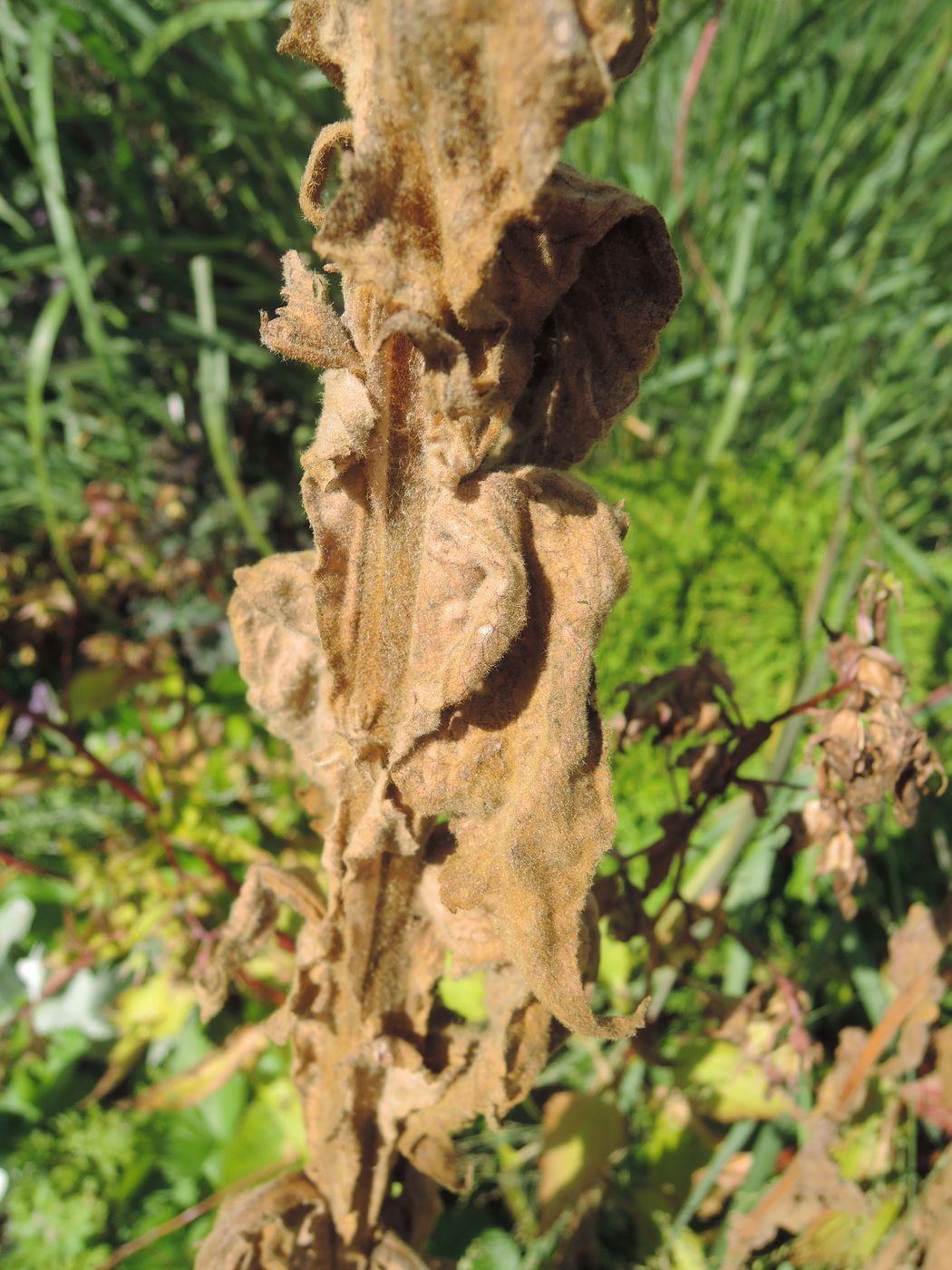 Image of Verbascum thapsus specimen.