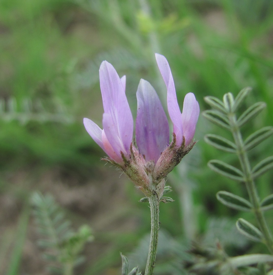 Изображение особи род Astragalus.