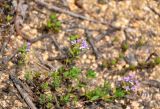 genus Thymus. Цветущее растение. Приморье, окр. г. Находка, гора Памятник, скальный массив Замок, осыпающийся каменистый склон. 29.07.2021.