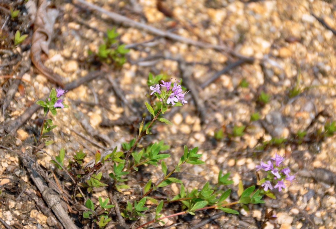 Изображение особи род Thymus.