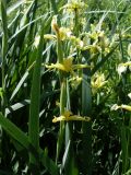 Iris halophila. Верхушки цветущих растений. Ростовская обл., окр. г. Азов, склон надпойменной террасы. 31.05.2011.