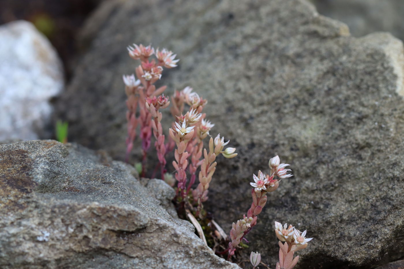 Image of Sedum hispanicum specimen.