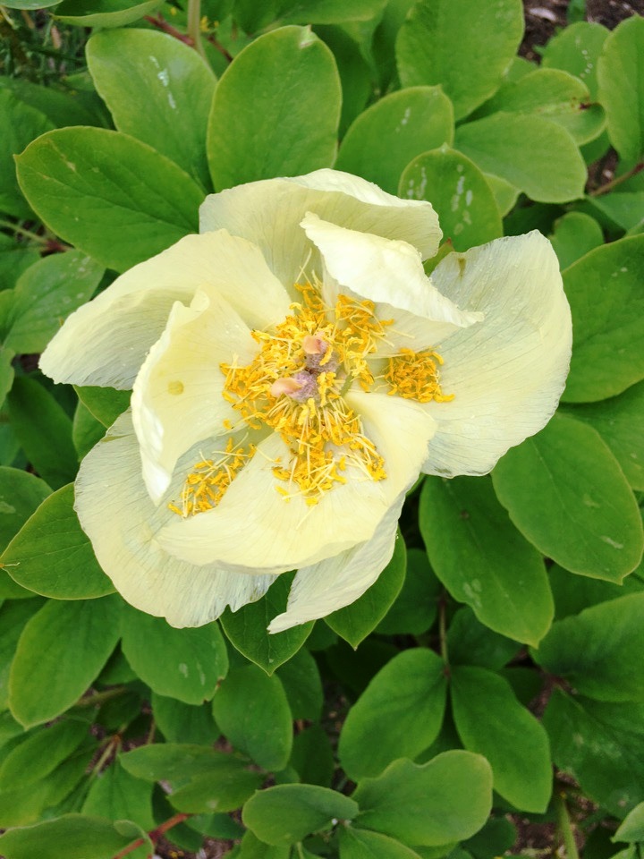 Изображение особи Paeonia mlokosewitschii.
