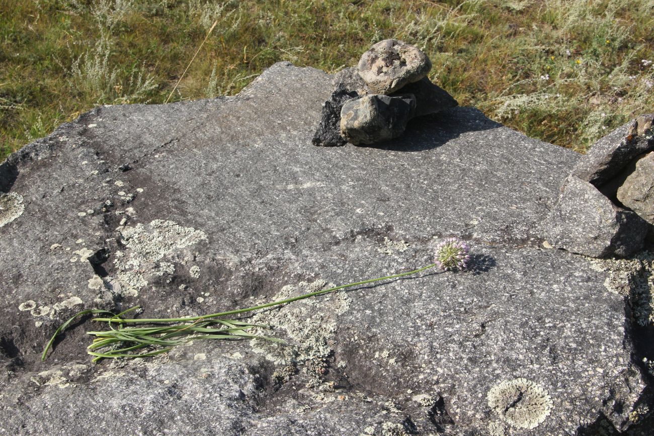 Image of genus Allium specimen.