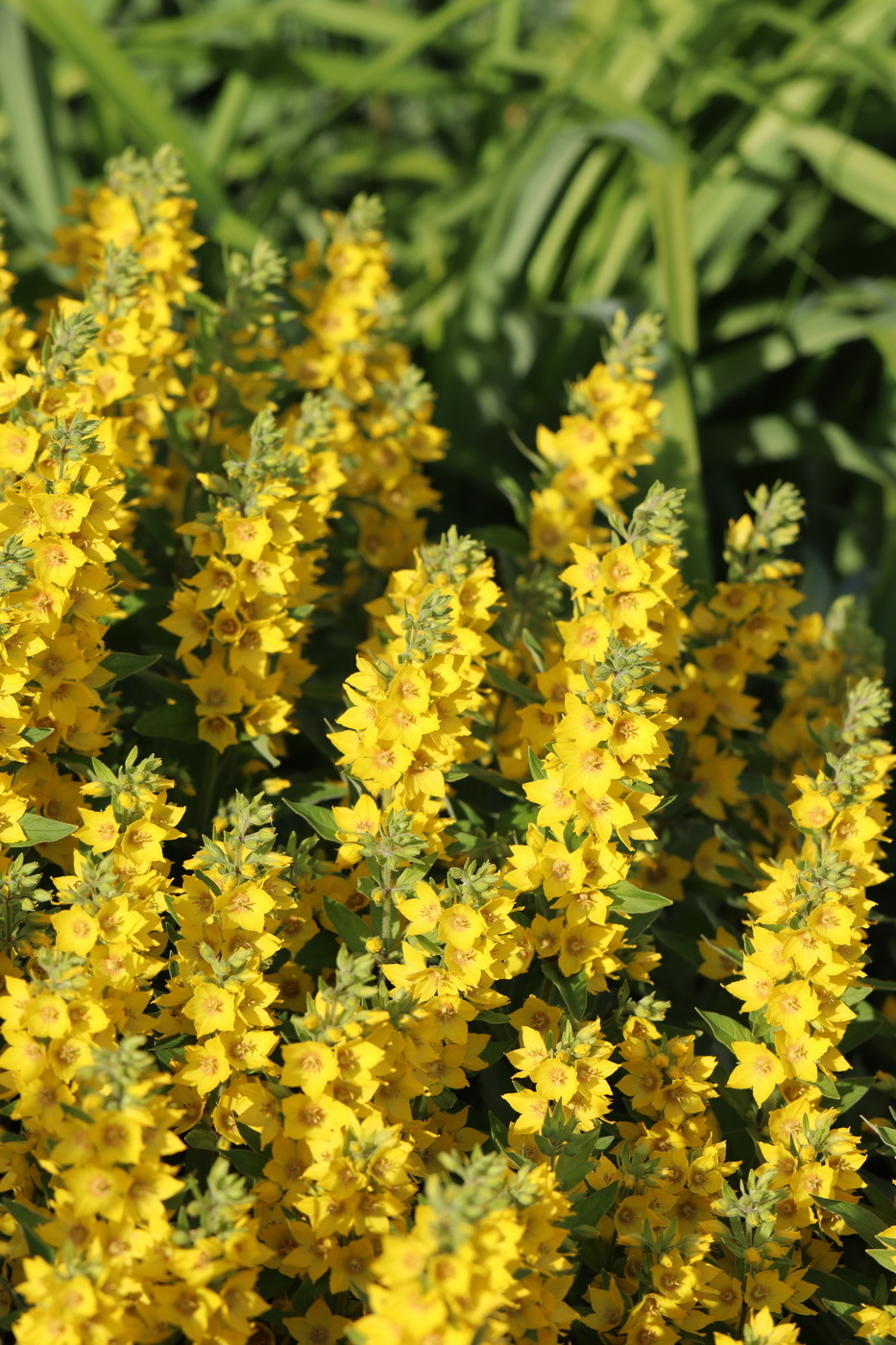 Image of Lysimachia punctata specimen.