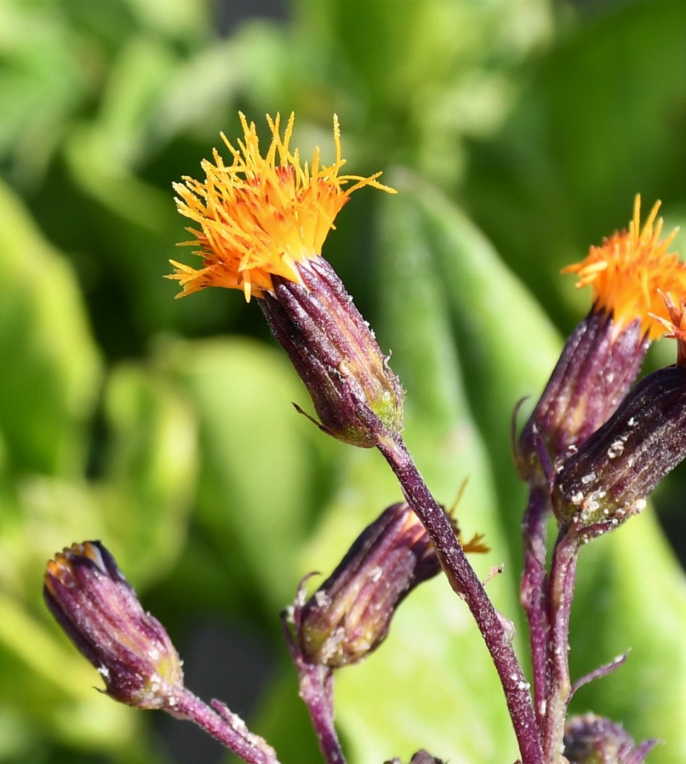 Image of Gynura procumbens specimen.