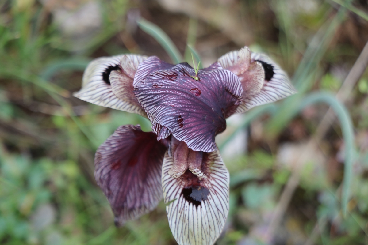 Image of Iris grossheimii specimen.
