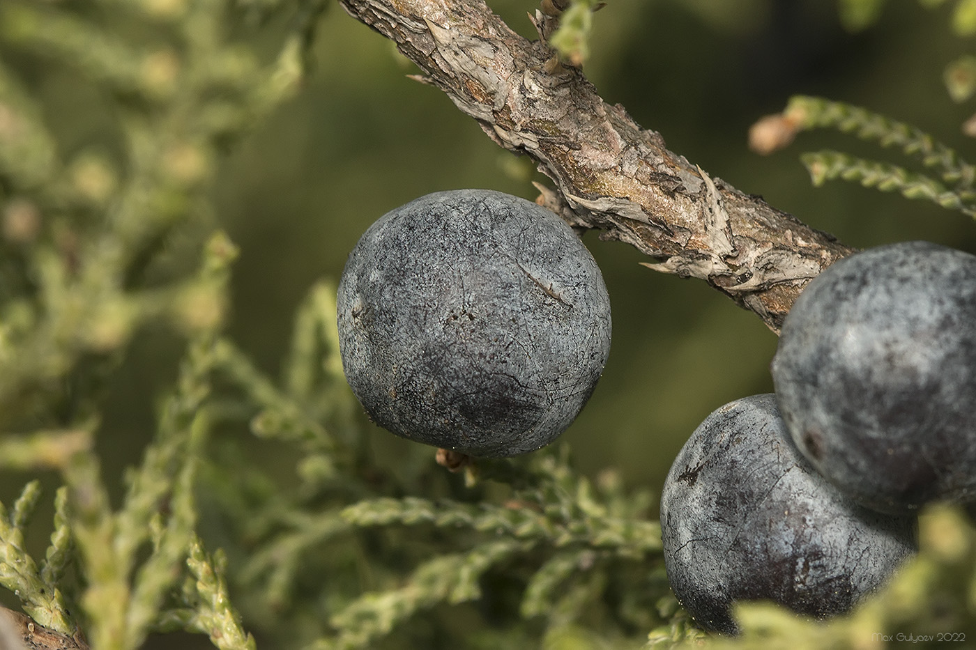 Image of Juniperus excelsa specimen.